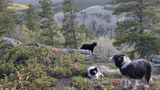 Three dogs on a hillside with conifer trees and distant mountain views under soft daylight