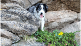 black and white dog with blue eyes peeking out from between large gray rocks next to green plants with yellow flowers