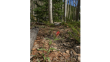 single red wildflower bud among dry fallen leaves on forest floor with aspen and pine trees in background