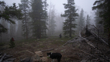 Two black and white dogs standing on a rocky, forested clearing with pine trees and mist in the background