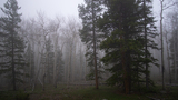 Foggy forest scene with tall pine and bare aspen trees standing among rocks and low ground vegetation
