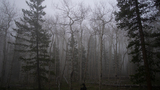 Foggy forest with bare and evergreen trees, and a black and white dog standing among the trees