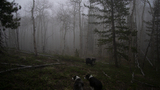 Three dogs standing on a forested hillside with leafless aspen and evergreen trees in dense fog