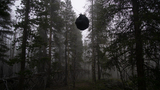 Foggy forest scene with tall pine and spruce trees, a black bag hanging from a rope between trees, and a dog standing on the ground looking away
