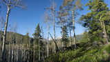 Sloping forested landscape with leafless aspens, green pine and spruce trees under a clear blue sky