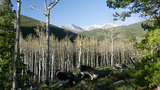 Two dogs standing on a rocky hillside surrounded by pine trees and leafless aspen trees with snow-capped mountains in the background under a clear blue sky