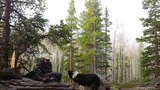 A person wearing a hat sitting near a campfire surrounded by pine and aspen trees with a black and white dog standing nearby on a forest floor with scattered branches and logs