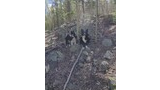 Two black and white dogs sitting on rocky ground among aspen and pine trees in a forested area