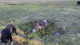 Three dogs sniffing and exploring a grassy wet meadow edge with pine and spruce trees in the background