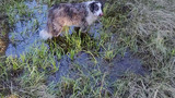 gray and white dog standing in a small puddle surrounded by tall grass in a meadow