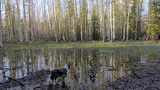 A black and white dog standing at the edge of a waterlogged area in a forest clearing with tall, slender aspen trees reflected in the water
