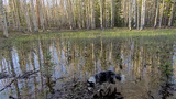 Dog standing in a shallow flooded area surrounded by tall, thin aspen trees with reflected trunks in the water
