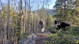 Two dogs standing on a rocky outcrop surrounded by a forest of leafless aspens and evergreen trees under a clear blue sky