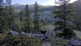 Two dogs standing on rocky terrain surrounded by pine trees with mountain peaks in the background under a clear sky
