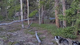 Two dogs standing on forest floor with pine and aspen trees around them