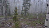 Foggy forest scene with slender aspen trees and scattered conifer saplings among fallen branches on forest floor