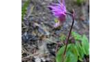 Close-up of a small wildflower with purple petals and green leaves growing from the forest floor
