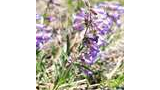 Close-up of a small wildflower with light purple tubular petals and green leaves growing among grass and dry pine needles