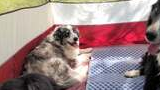 Three dogs resting inside a tent with red and white walls, one with a speckled gray and white coat lying in the back and two black and white dogs closer to the camera