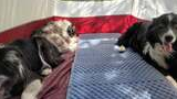 Three border collies resting inside a tent on a camping mat with sunlight filtering through the tent walls