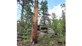 tall dead tree trunk with peeling bark surrounded by green pine trees and rocky outcroppings under a partly cloudy blue sky