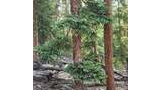 Forest scene with tall pine trees, some with thick green branches, and a forest floor covered in dry branches and pine needles