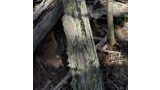 Sunlit moss-covered fallen tree trunk resting on forest floor surrounded by branches, leaves, and smaller trees