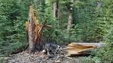 A forest scene with a large broken tree trunk and a black and white dog sniffing near the fallen wood surrounded by green pine trees and scattered branches