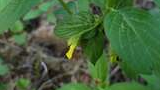Close-up of a cluster of green leaves with a small yellow tubular flower bud partially hidden among them