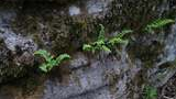 Small green ferns growing out of moss-covered cracks in a gray rocky outcropping