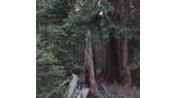 Tall broken tree stump surrounded by dense evergreen forest with undergrowth and pine needles covering the ground