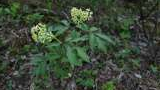 Small green-leafed plant with clusters of tiny pale yellow flowers growing in a forest underbrush with dried leaves on the ground