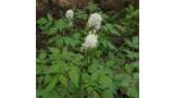 White clustered flowers on tall stems surrounded by green, fern-like leaves in a shaded forest area