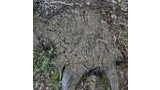 Weathered tree stump covered with moss and lichen surrounded by dry leaves, twigs, and small green plants on the forest floor