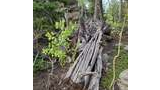 weathered wooden logs and tree stumps lying on the forest floor surrounded by green trees and plants