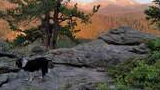 Black and white dog standing on rocky terrain with pine trees and sunlit mountains in the background
