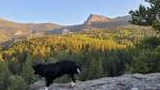 Black and white dog standing on rocky outcrop overlooking sunlit forested mountains under clear blue sky