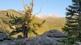 rocky ridge with scattered pine trees and a dry tree trunk, overlooking a forested valley with distant snow-capped mountains under a clear blue sky