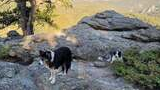 Two dogs on rocky terrain with pine trees and forested mountains in the background during daylight