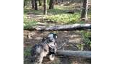 Border collie wearing a backpack standing on a forest floor covered with pine needles and small plants, surrounded by tall trees and fallen logs