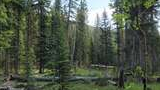 Dense forest with a mix of tall evergreen trees and green undergrowth, scattered fallen logs on the forest floor, and sunlight filtering through the trees