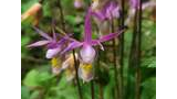 Close-up of delicate pink and yellow wildflowers with slender petals and green foliage in the background
