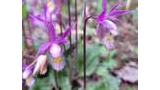 Close-up of delicate purple wildflowers with spotted lower petals and green leaves on the forest floor