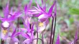 Close-up of several delicate purple and white wild orchids with slender petals and yellow accents in a natural setting