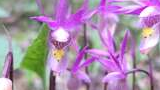 Close-up of delicate purple wildflowers with distinctive yellow and white markings on the petals