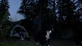 three border collies near a tent at dusk in a forested camping area with tall trees and a darkening sky