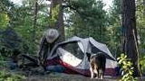 Person adjusting a tent in a forested campsite with a black and white dog standing nearby