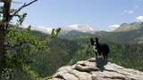 black and white dog standing on a large rock with a forested mountain landscape and snow-capped peaks in the background under a clear blue sky