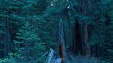 Dense forest scene with tall pine trees and a jagged broken tree stump in the foreground