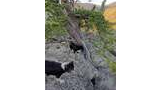 Two black and white border collies standing on rocky terrain near a tree with green needles, overlooking forested mountain ridges in the distance